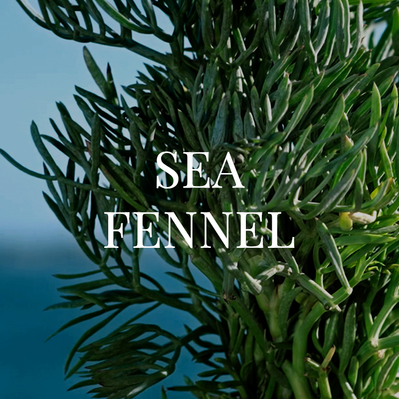 SEA FENNEL